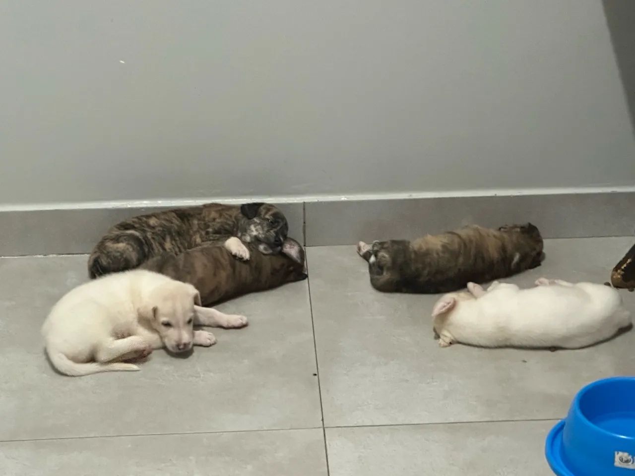 Filhotes para adoção  - Foto 5