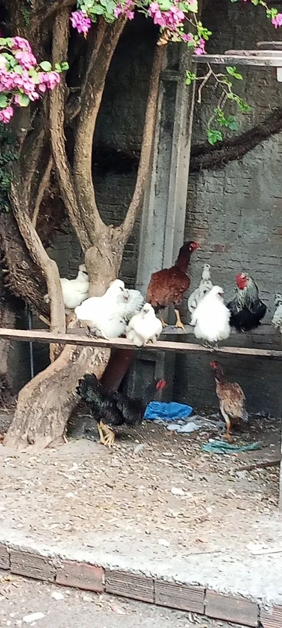 Galinhas diversas 