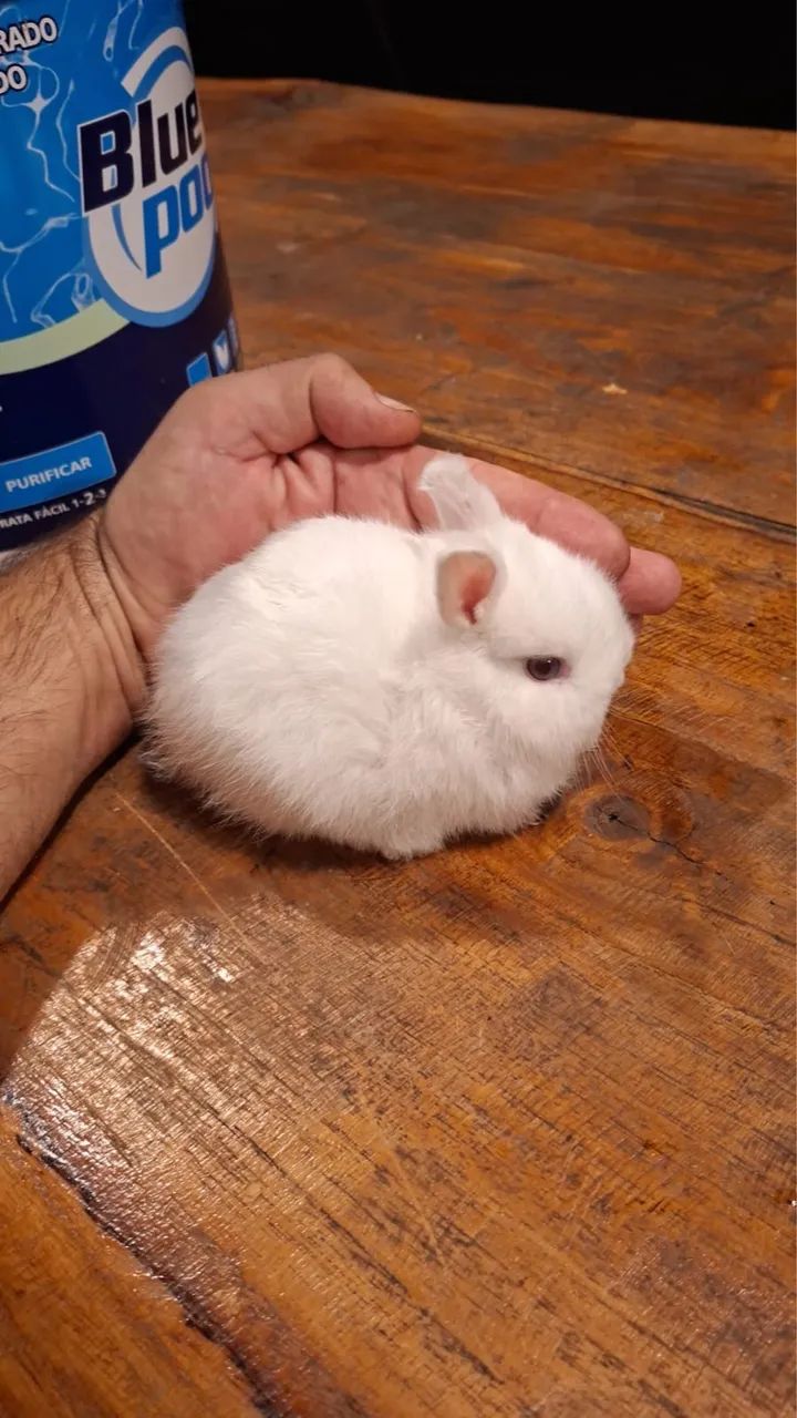 Coelho macho Netherland ( MINI/ANÃO) - Foto 2