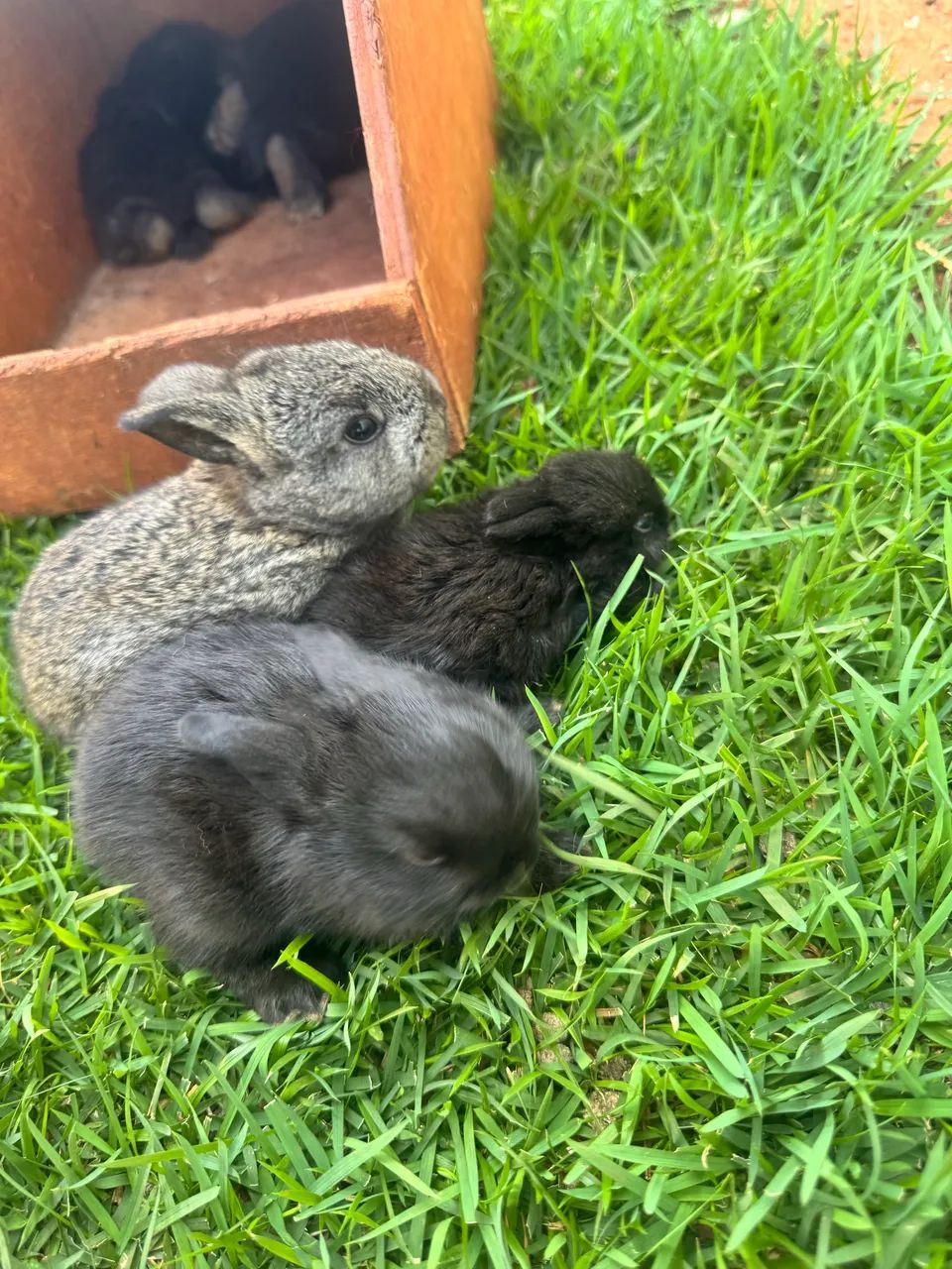 Mini Lop Rabbit415081861292369921