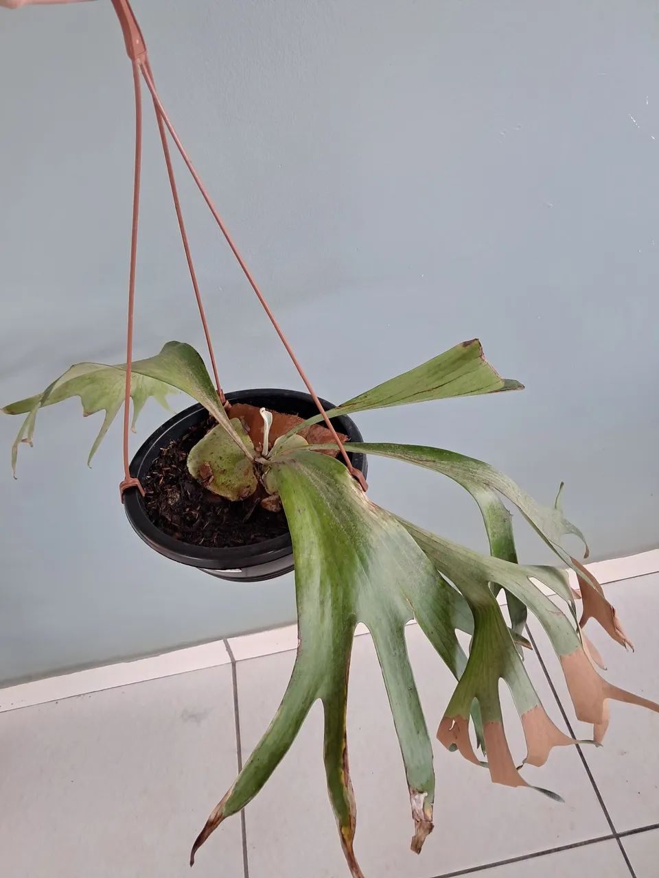 Planta 