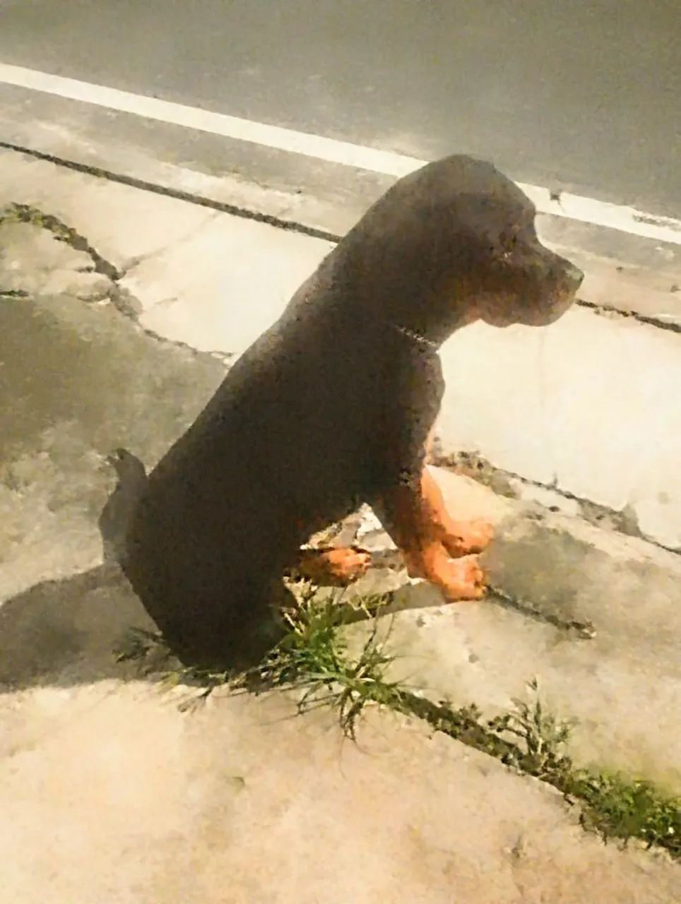 Rottweiler  - Foto 3