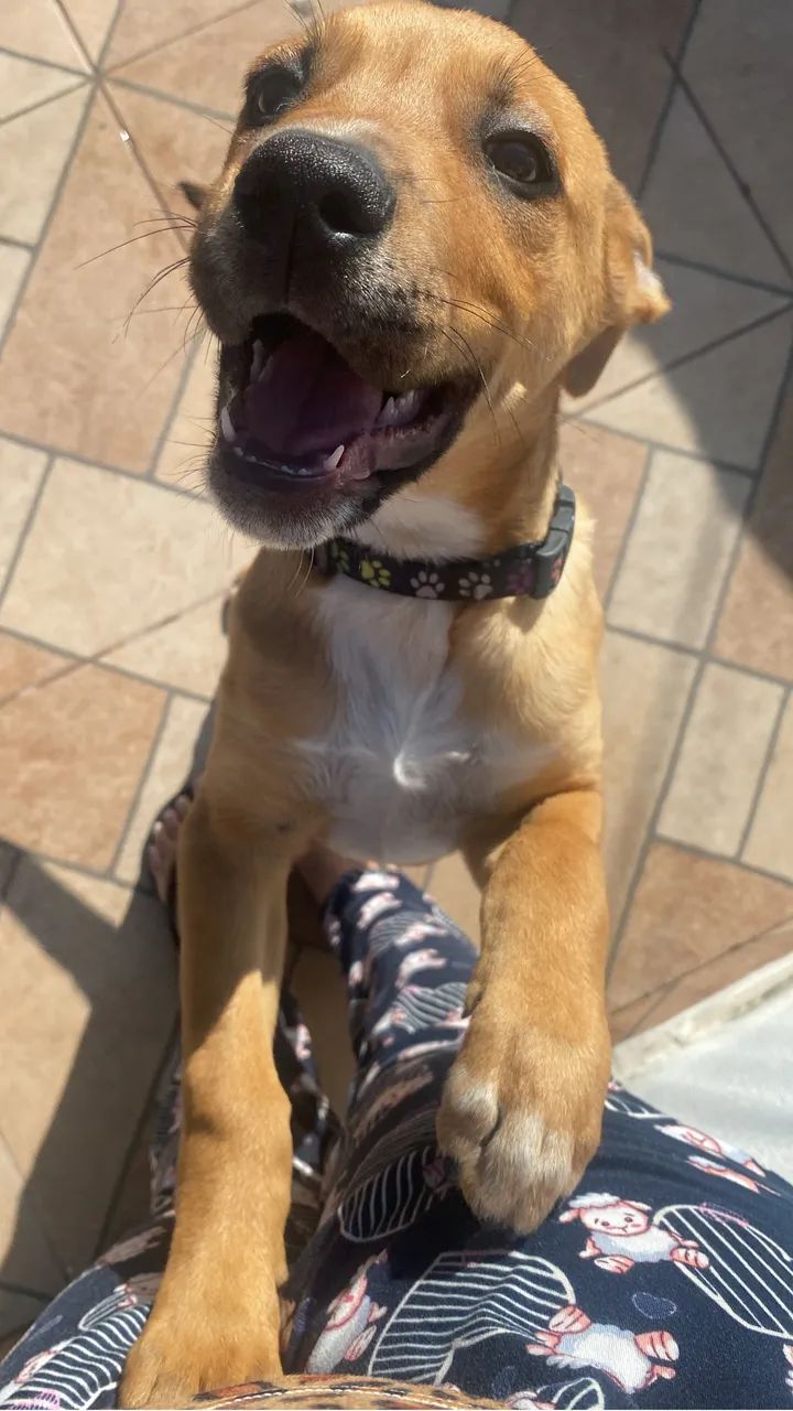 Cachorro - Foto 2
