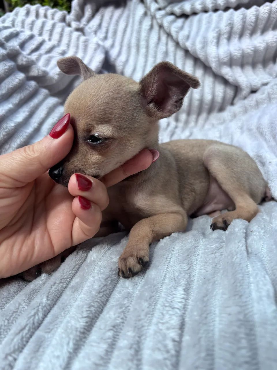 Pinscher machinho - Foto 2