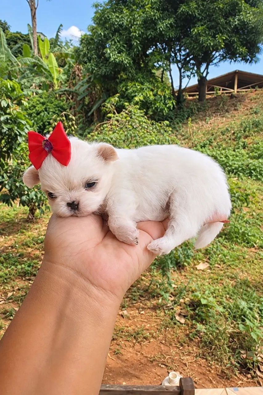 Shihtzu mini - Foto 2