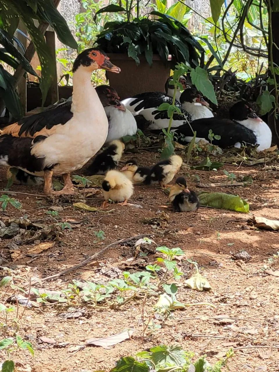 Vendo patos e ovos caipiras 
