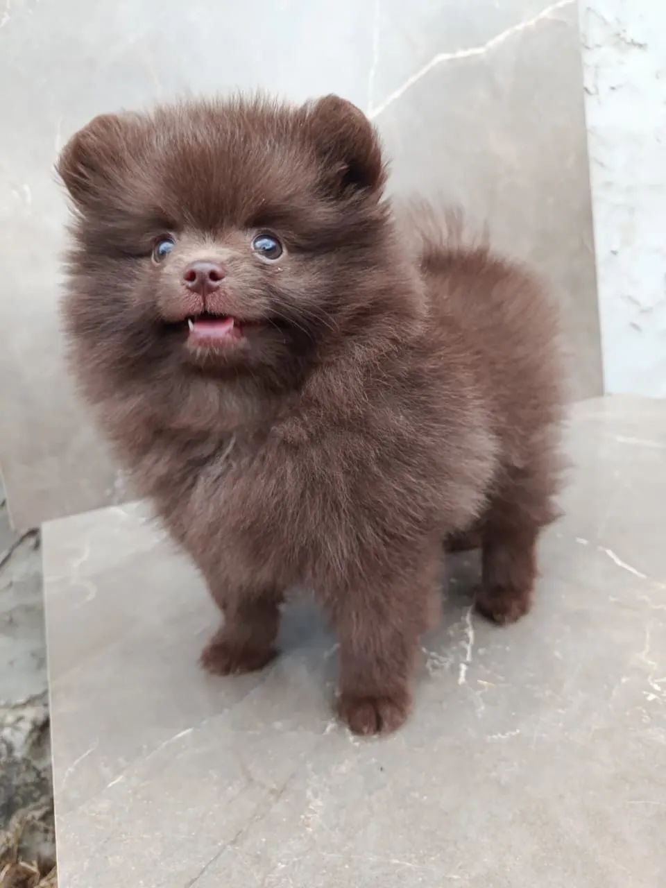 Lulu da pomeranea anao com 48 dias vacinado