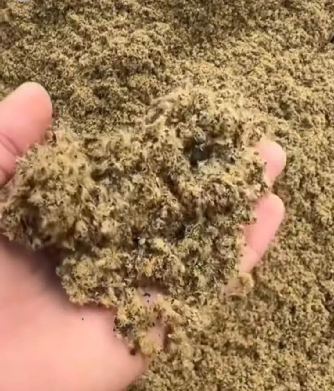 Milho em Grãos Safra Nova,Quirela de Milho(xérem,Fubazão)Farelo de Soja Direto do Produtor - Foto 4