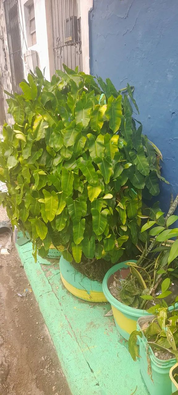 Planta para decorações  - Foto 6