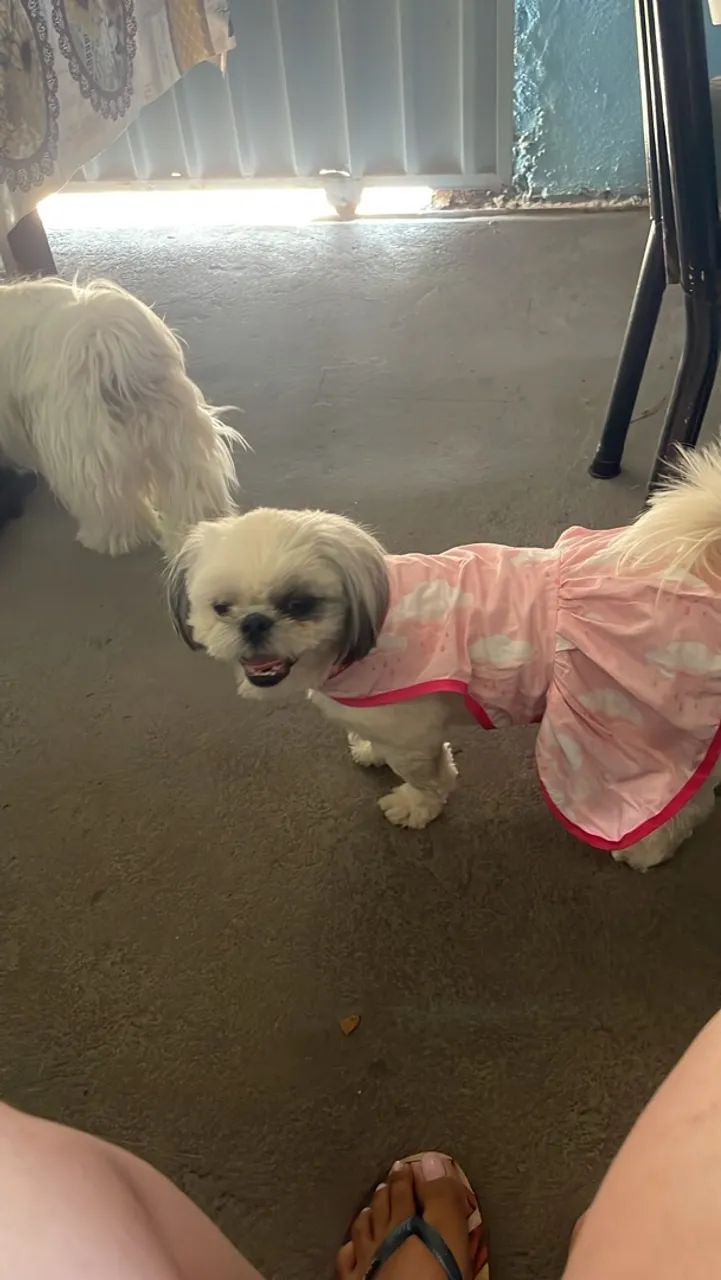 Vende cachorro Shitzu  - Foto 3