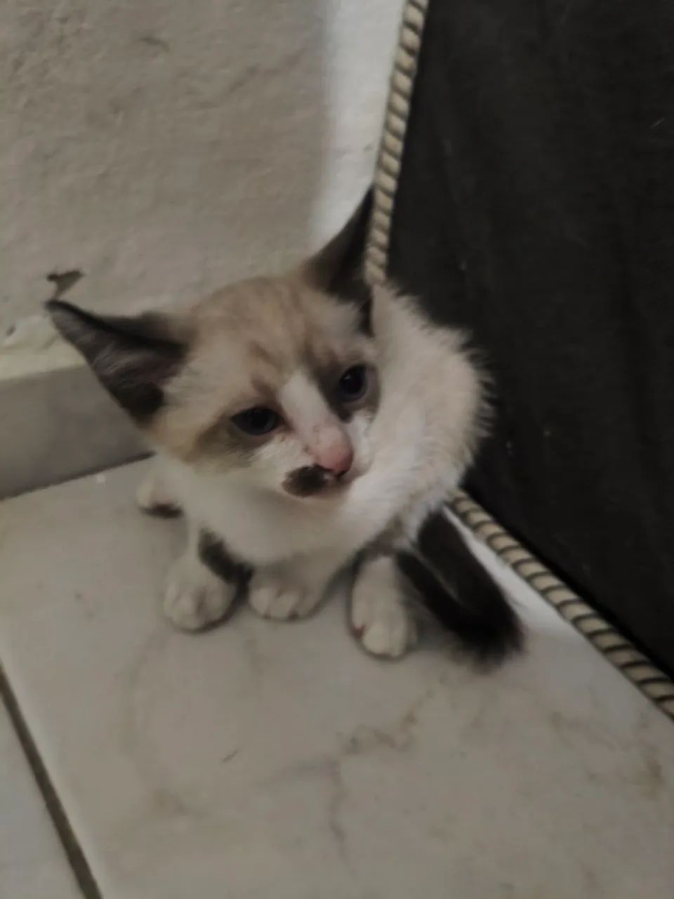 Gatos para doação