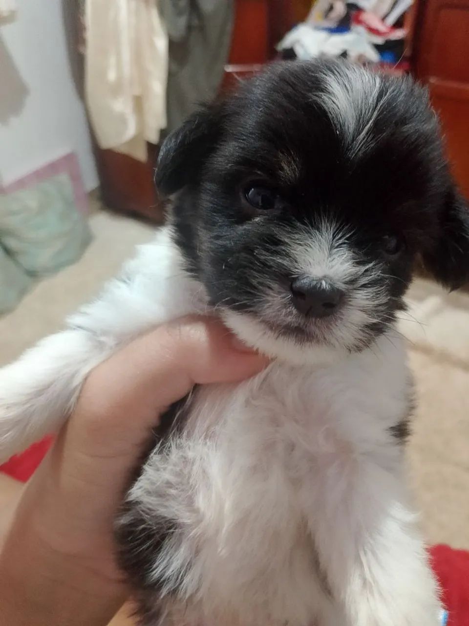 Cachorro chitz com  misturado  - Foto 4
