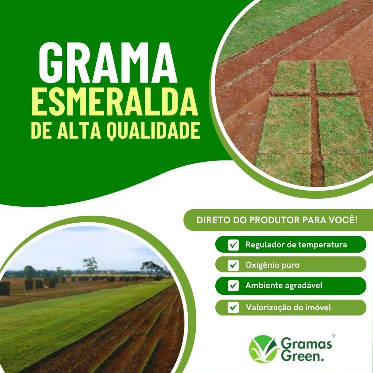 Grama Esmeralda direto do Produtor