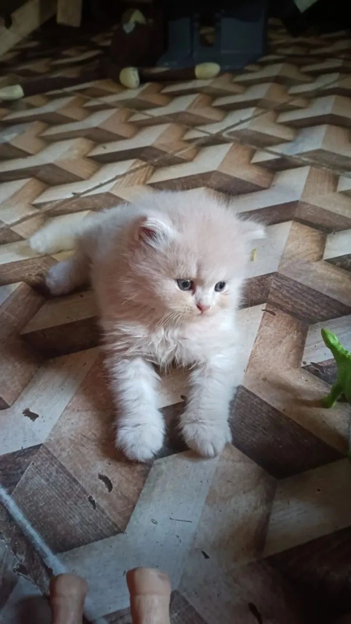 Gato Persa - Foto 2