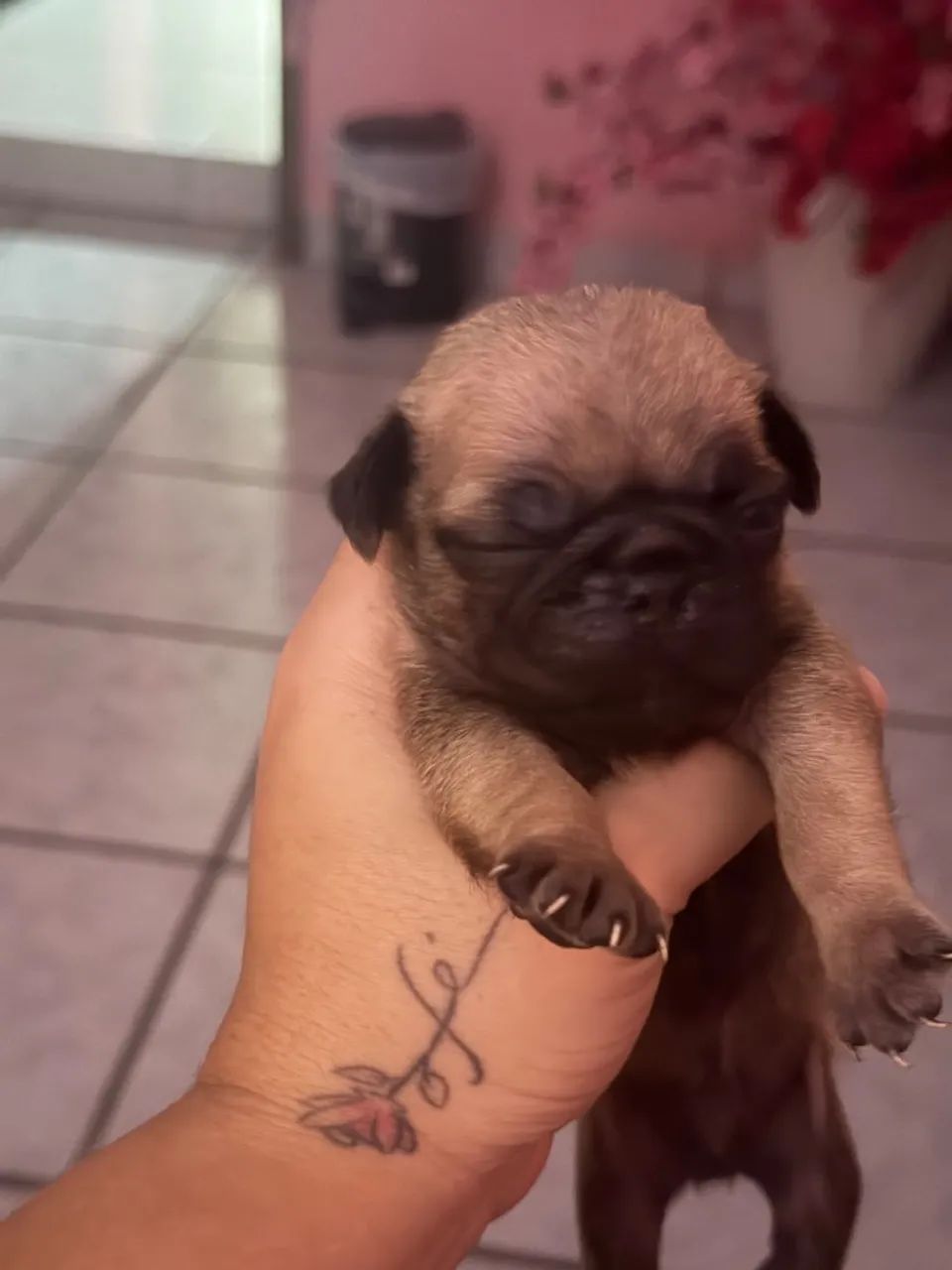 Cachorro pug  - Foto 5