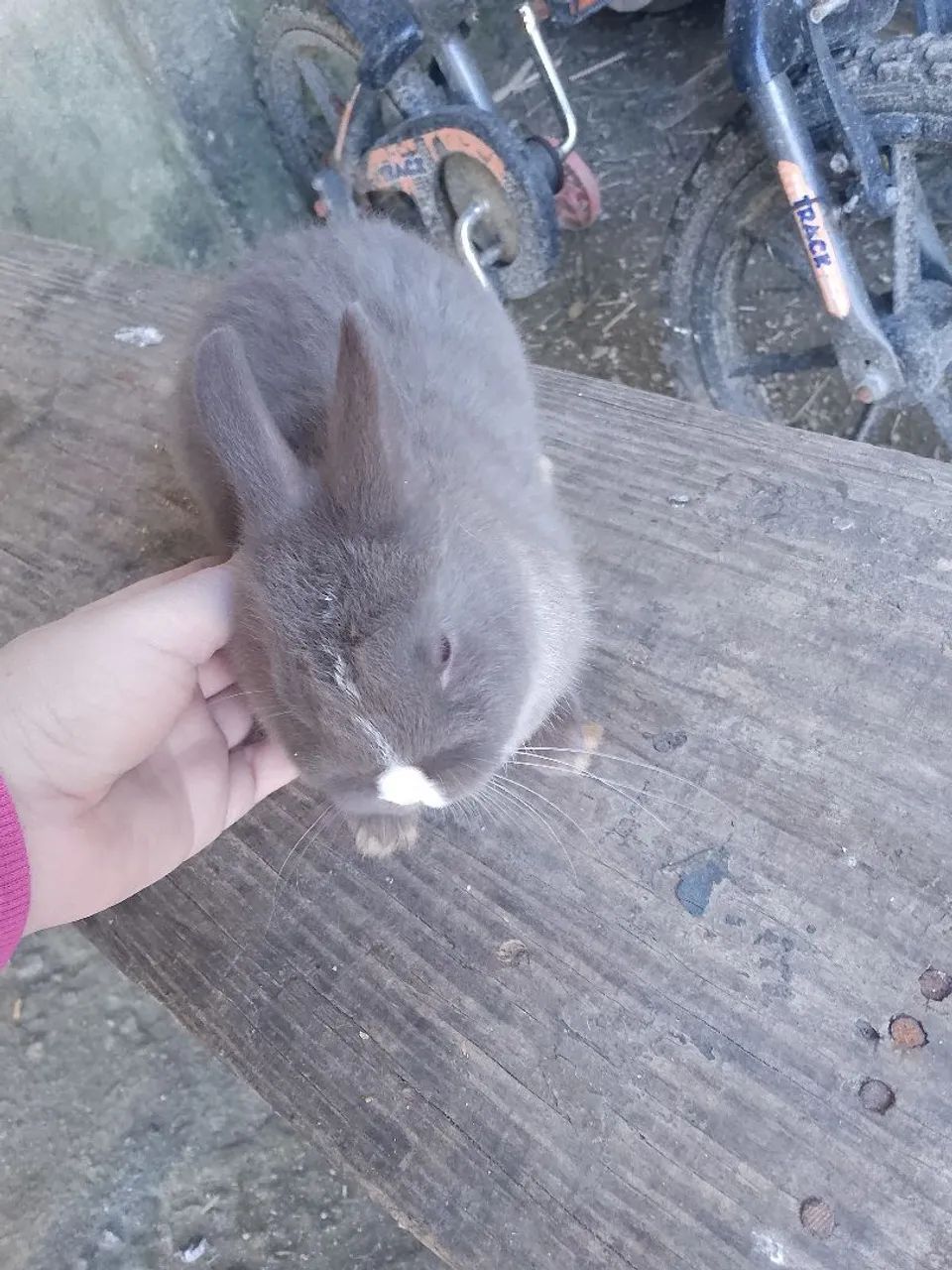 Coelhos  - Foto 5
