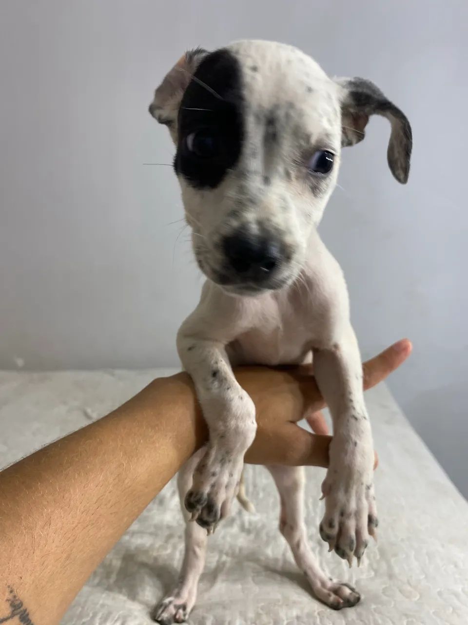 Cachorro  - Foto 3
