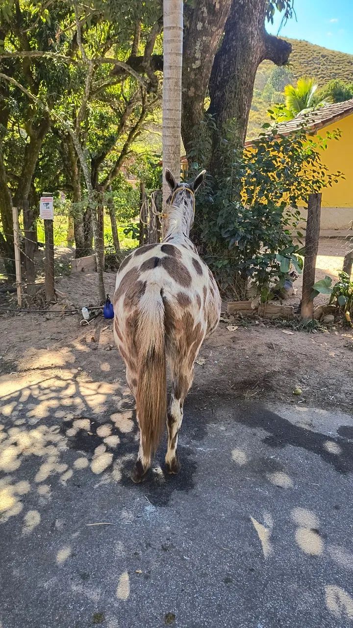 Burro diferente  - Foto 4
