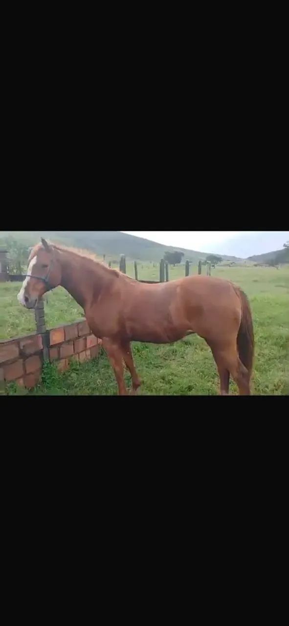 Égua QM - Foto 2