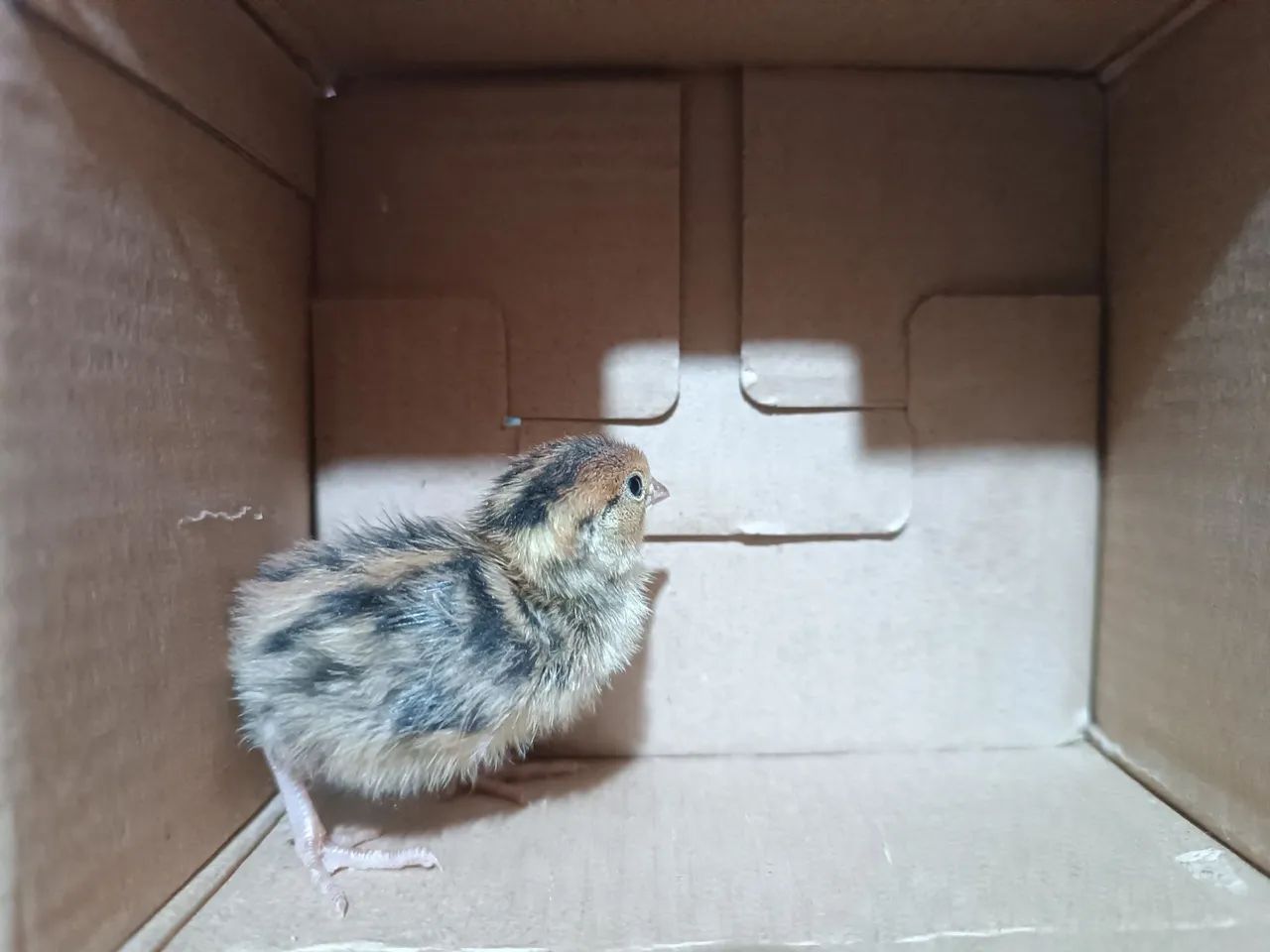 Pintinho de codorna gigante  - Foto 5