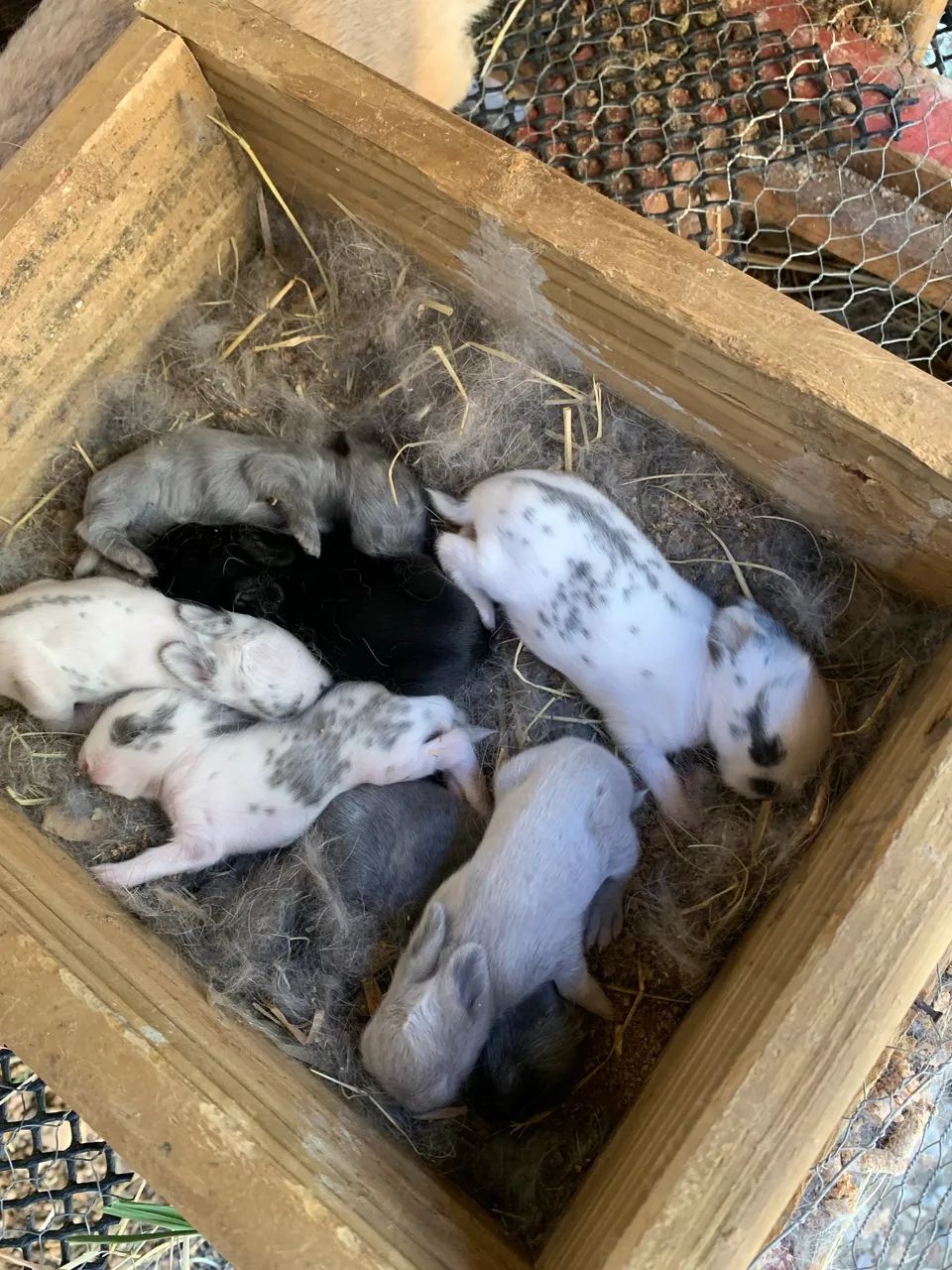 Vendo coelhos mistura coelho comum e Lionhead (Cabeça de Leão)  - Foto 4