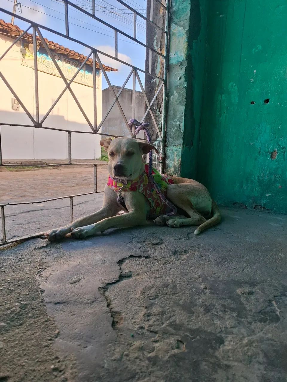 Doação de cachorra - Foto 4