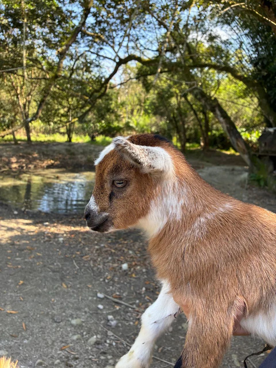Mini cabrito  - Foto 2