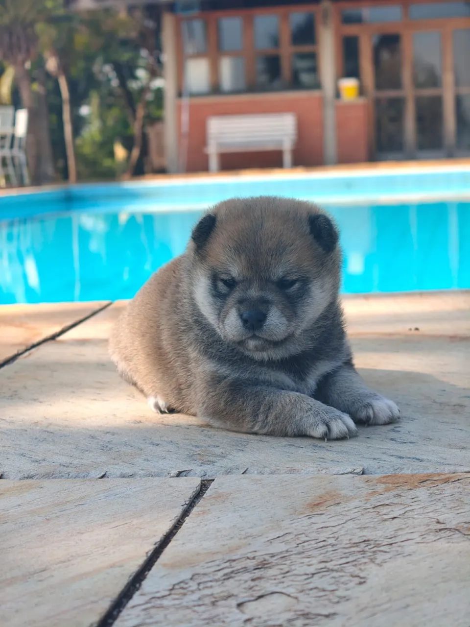 Shiba Inu - Foto 2