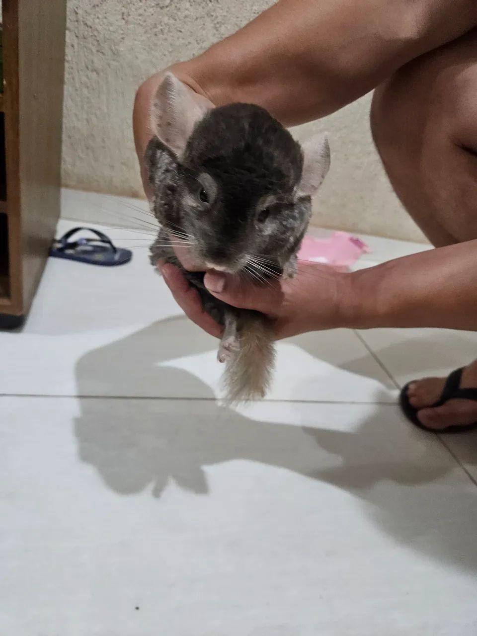 Chinchila fêmea - Foto 4