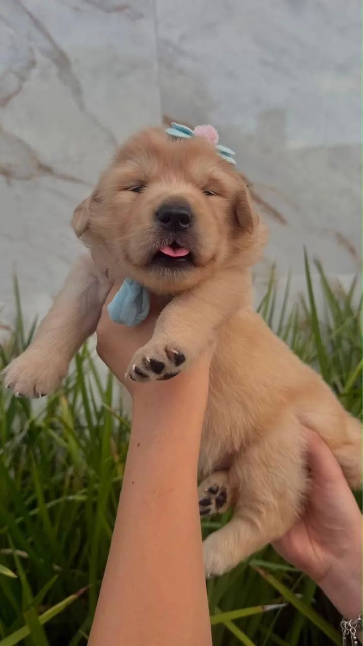 Filhotes Golden 