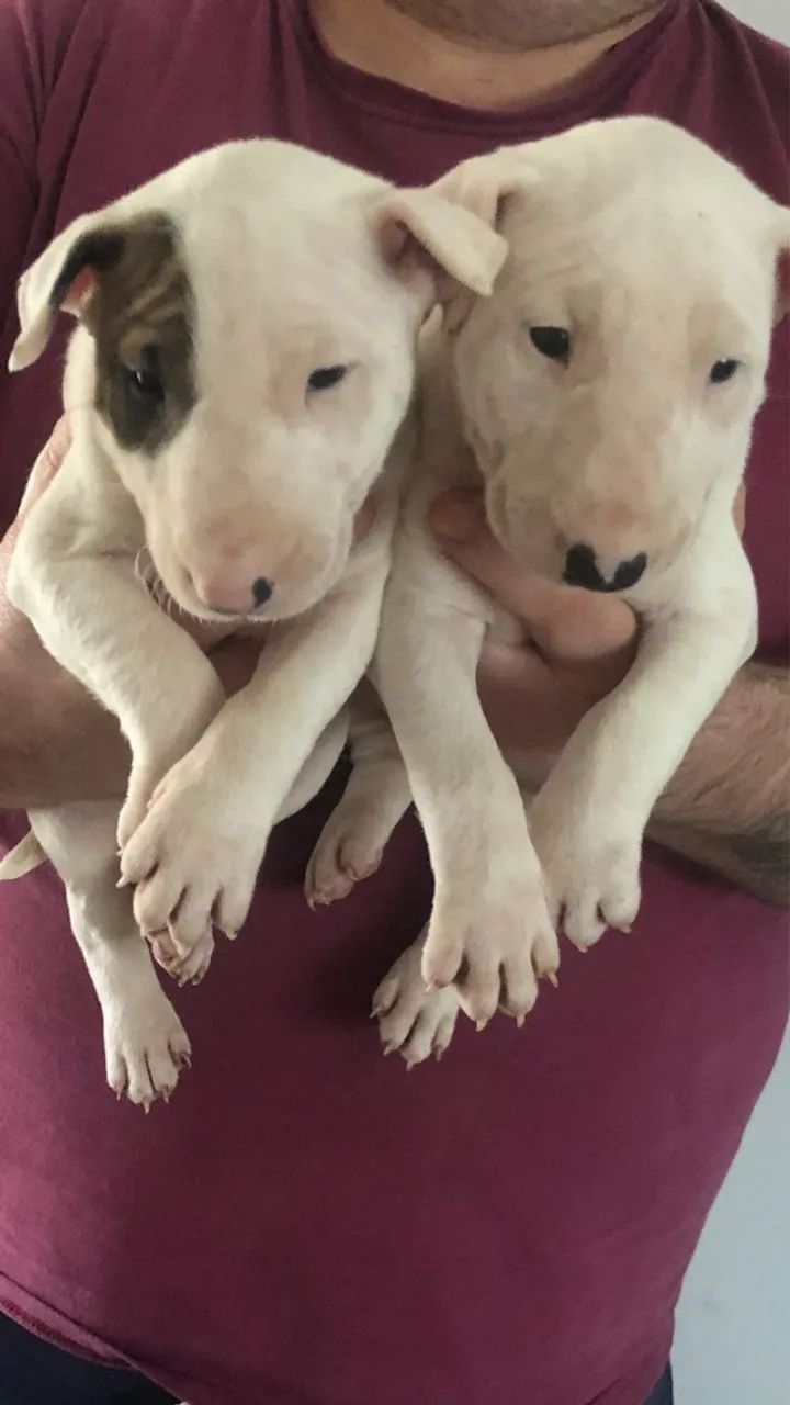 Disponível hoje! Filhotes de Bull Terrier - Chame no WhatsApp para reservar. - Foto 2