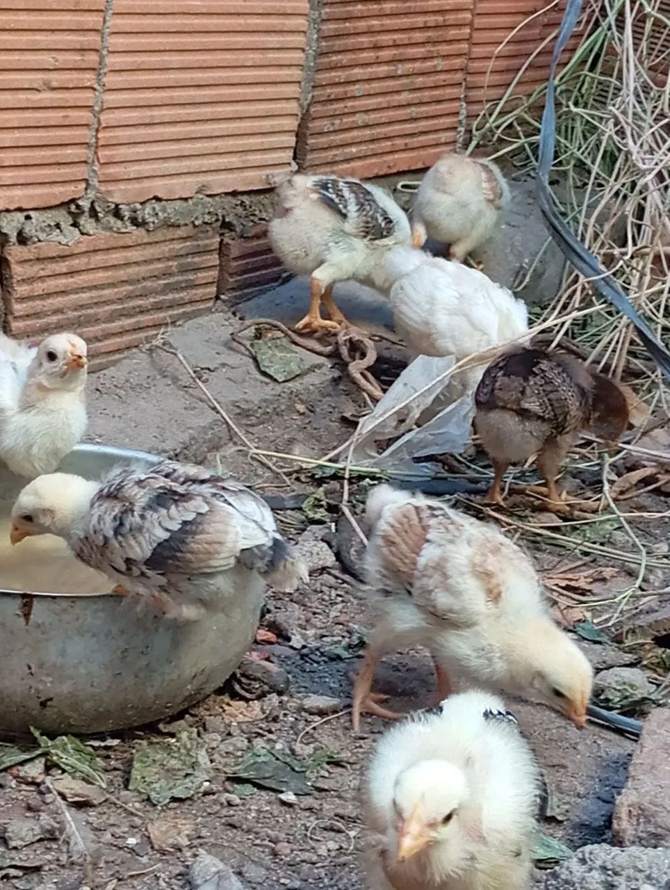 Pintinhos de capoeira  - Foto 4