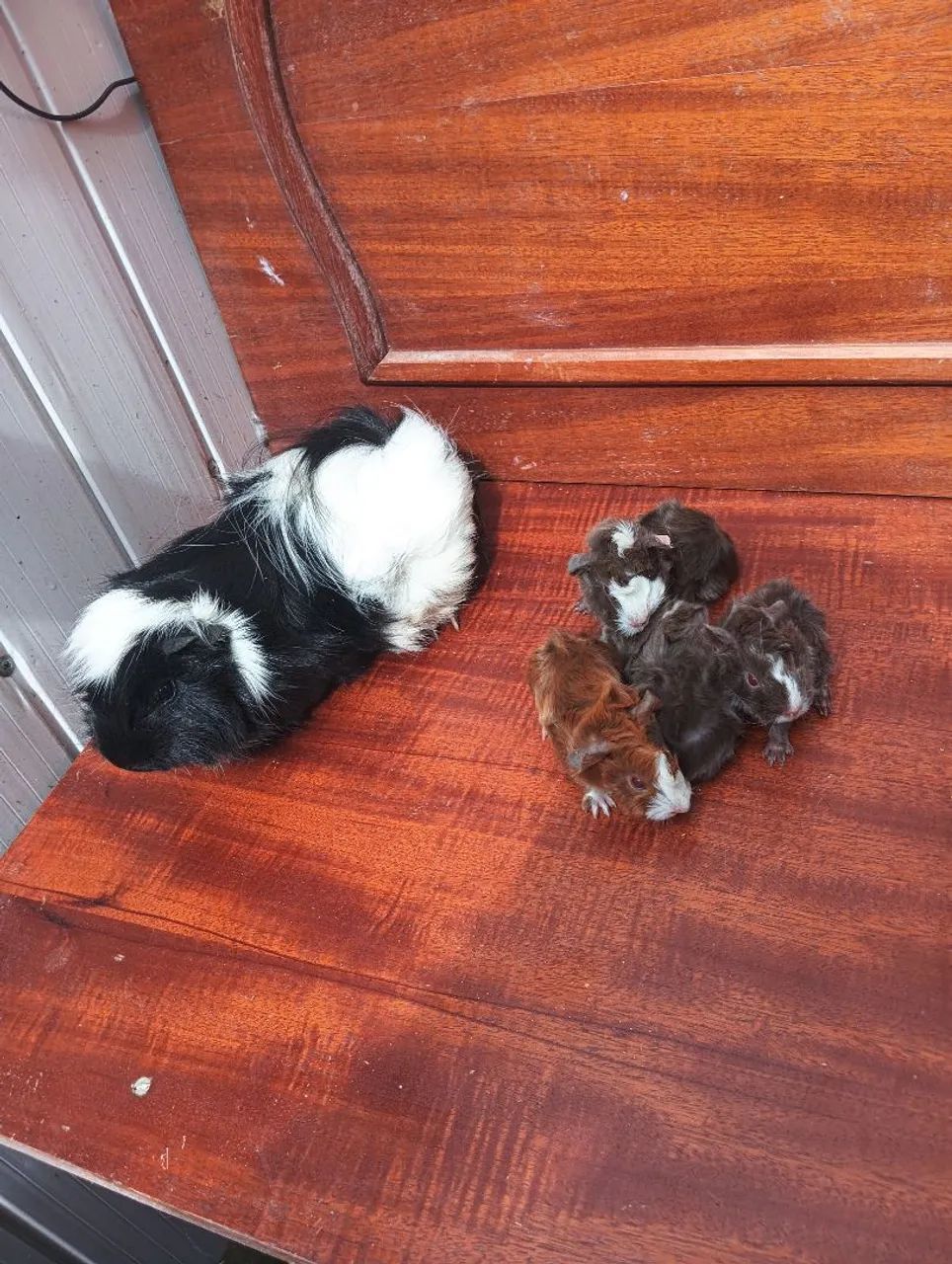 Vende-se porquinho da índia - Foto 3