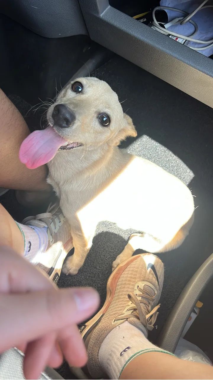 Doação de cachorro 