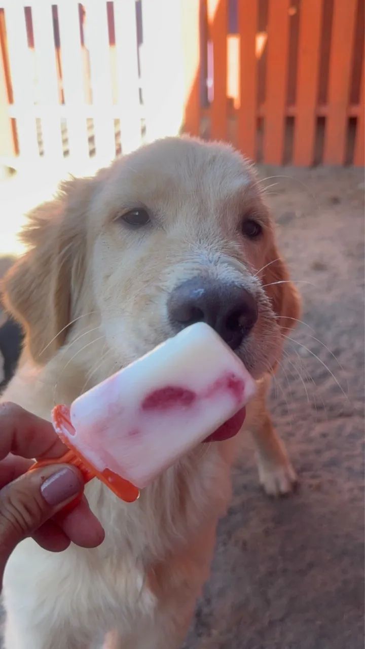 Golden retriever  - Foto 2