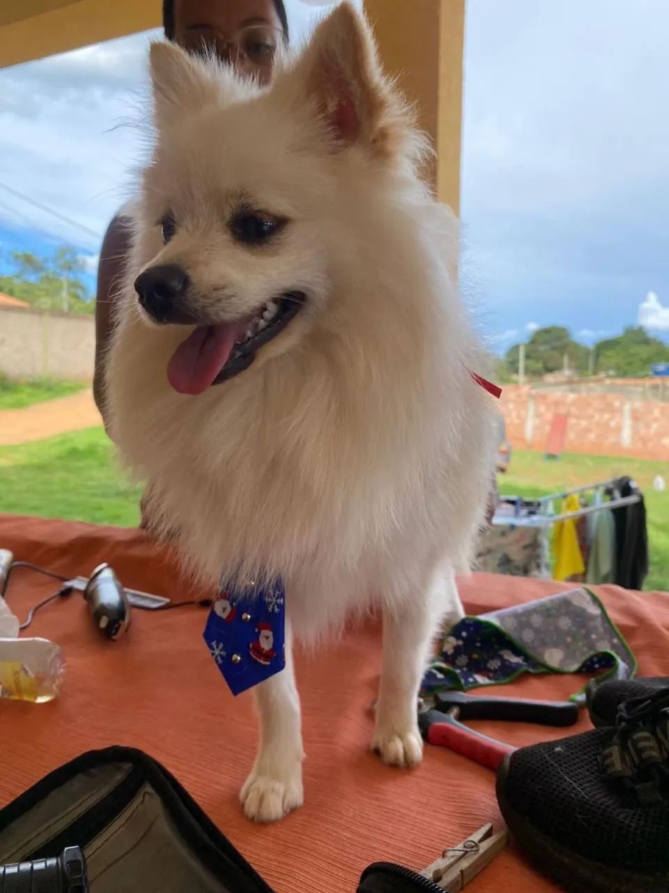 Spitz alemão 