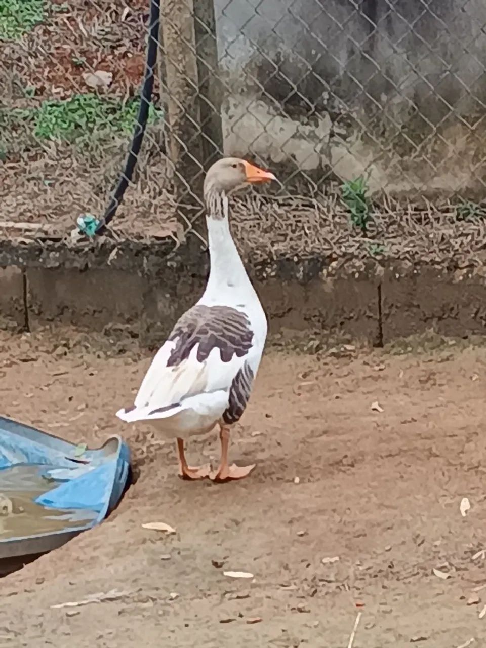 Gansa caipira - Foto 2