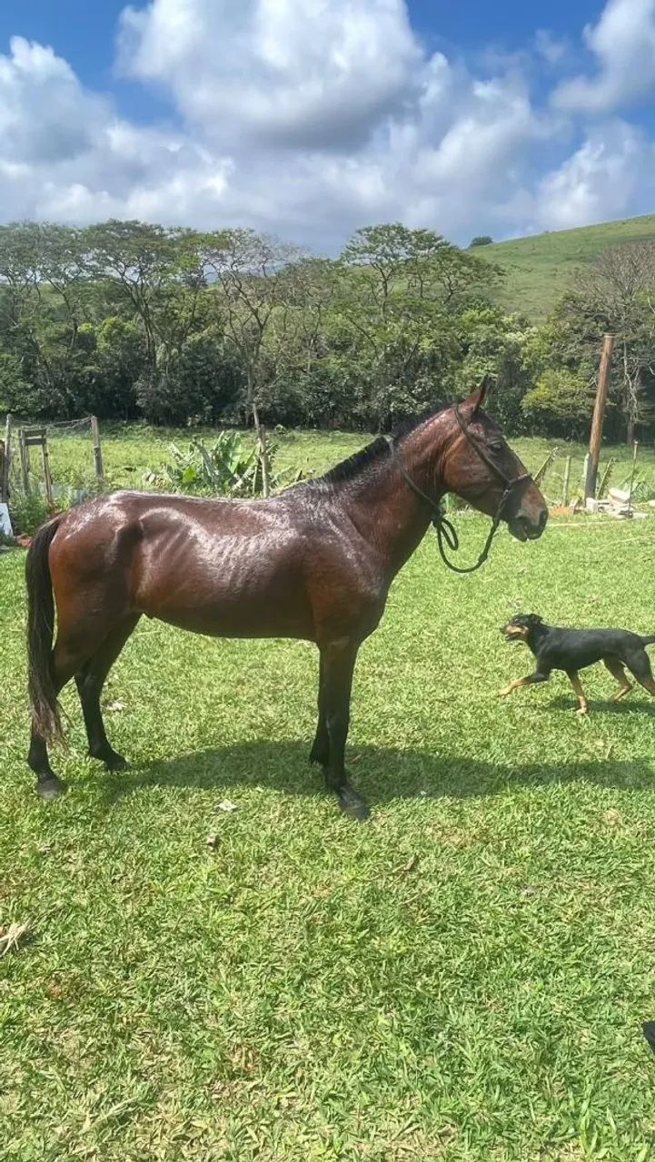Cavalo  - Foto 2