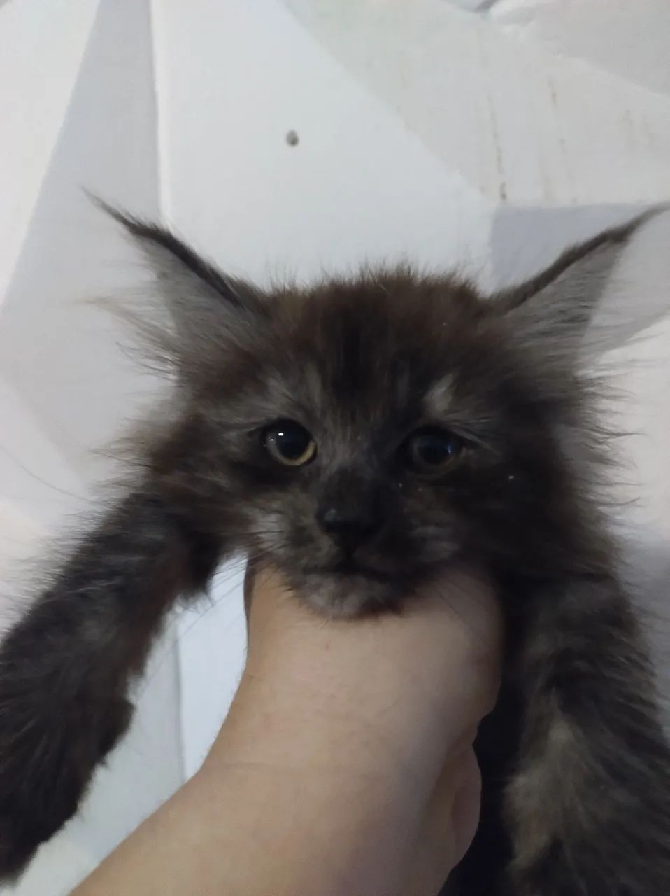 Maine coon - Foto 5