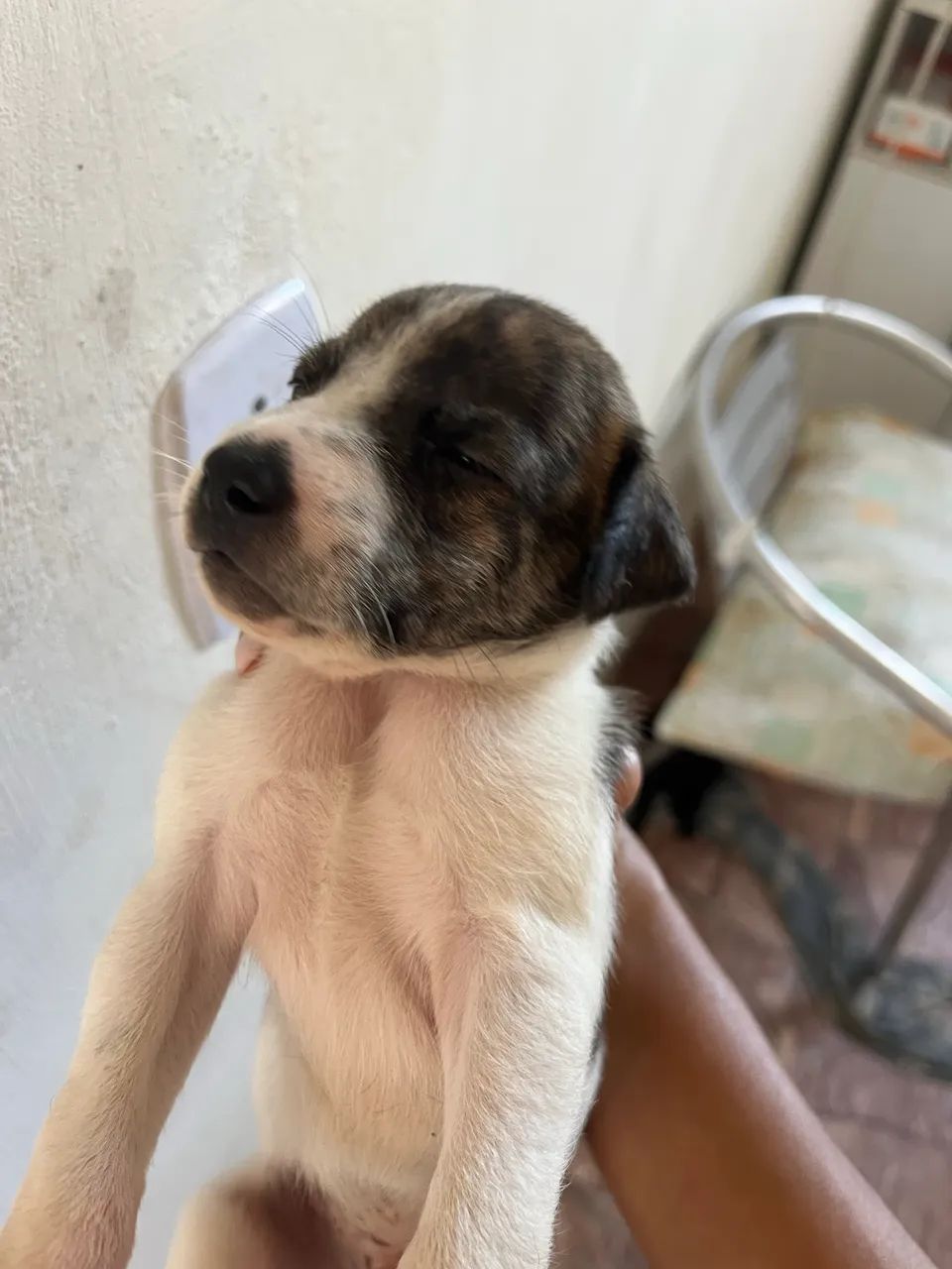 Adoção fêmea  - Foto 2