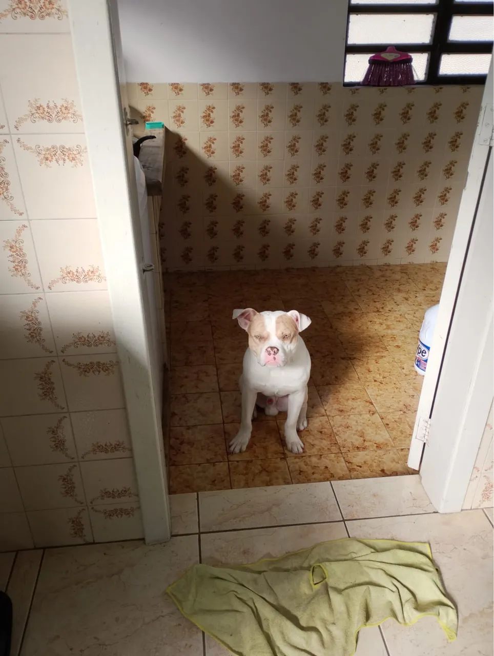 Vendo Pit bul  - Foto 2