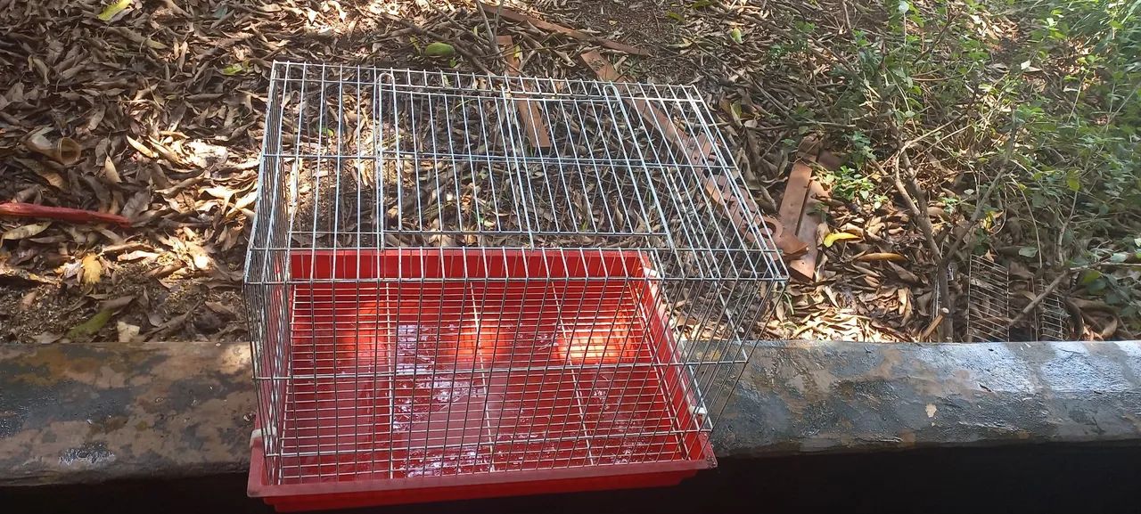 Gaiola para coelho/porquinho da india