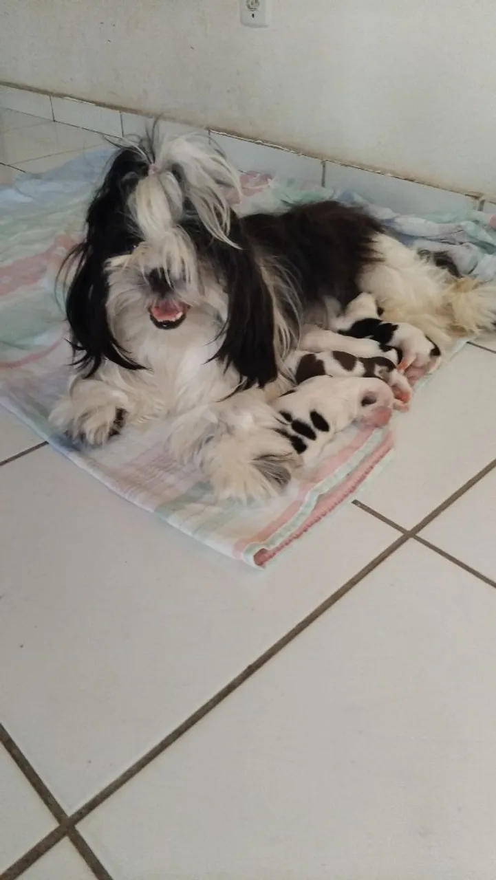 Pit Bull - Cachorros - Paço do Lumiar 1512365250 | OLX