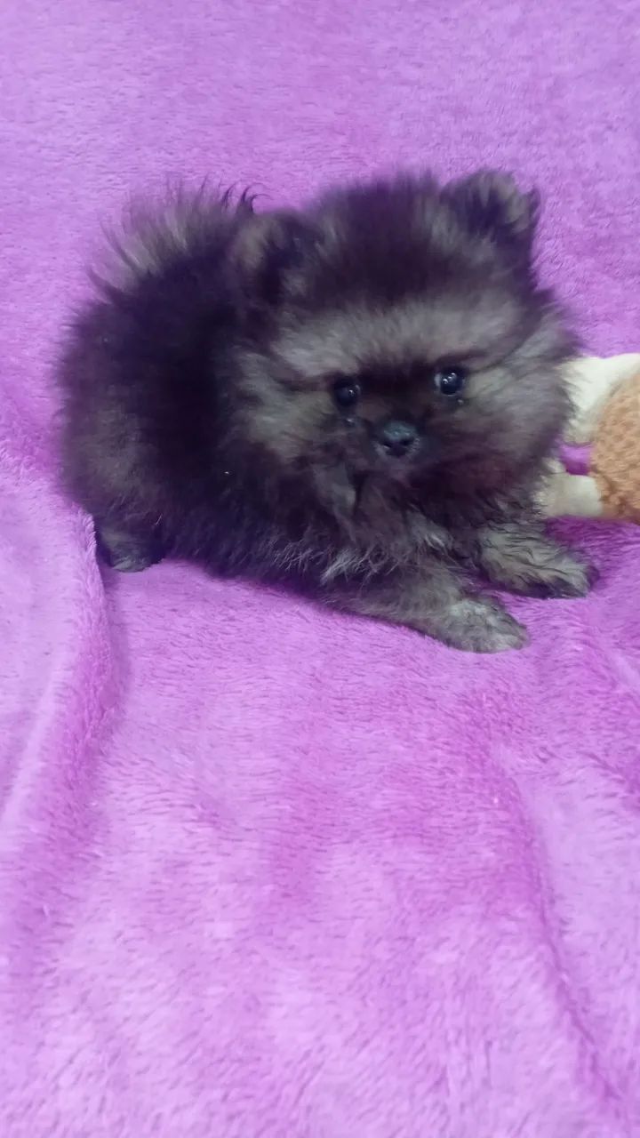 Spitz alemão  - Foto 2