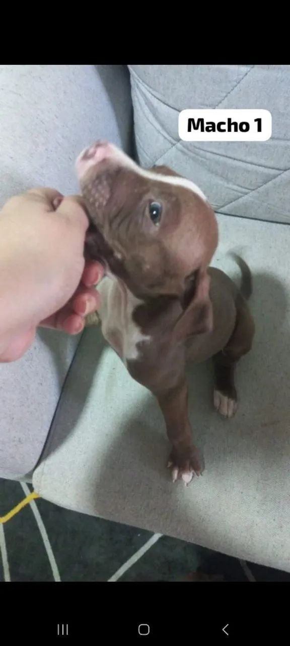 Filhotes Pit bull Macho