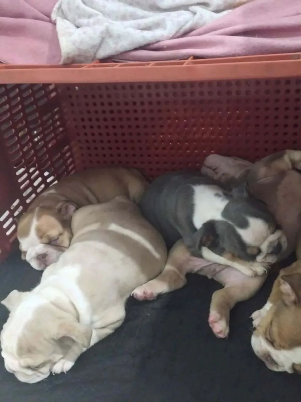 Bulldog inglês  - Foto 2
