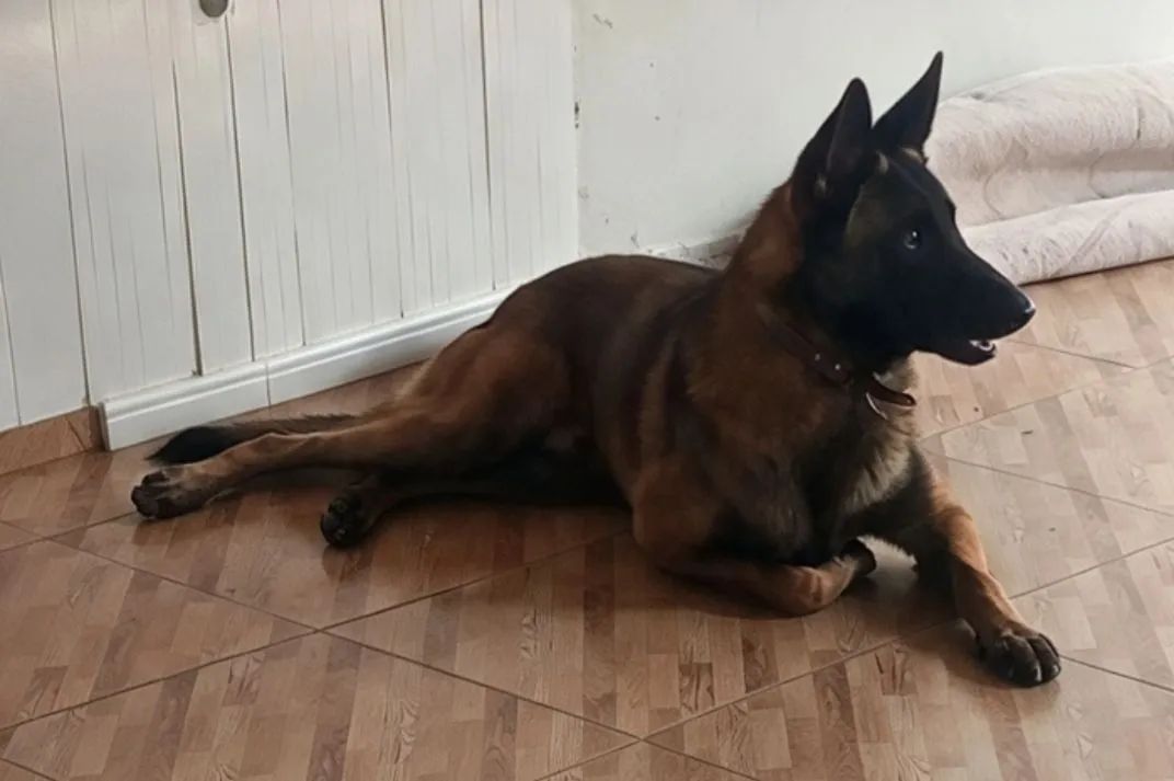 Pastor Belga Malinoar  - Foto 2