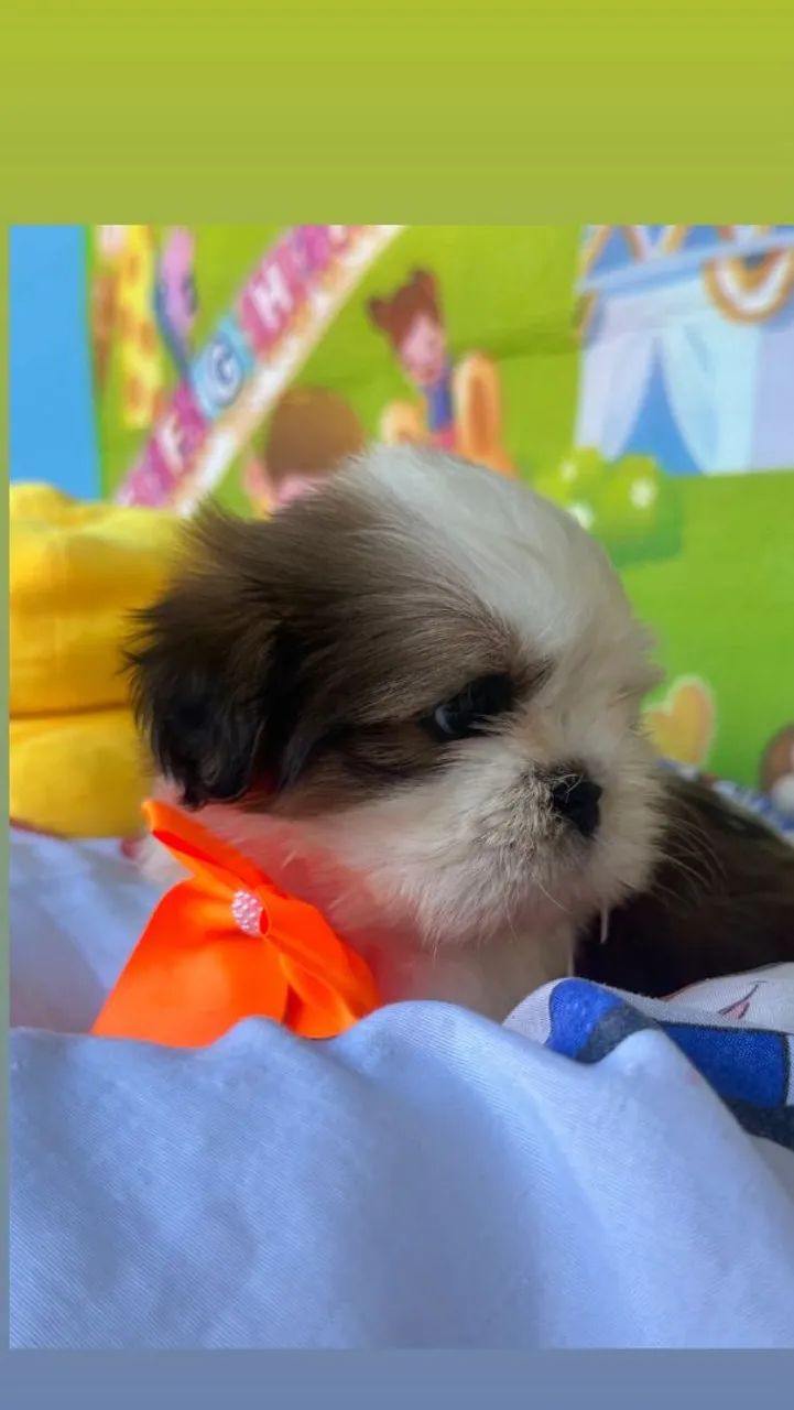 Shih tzu - Foto 2