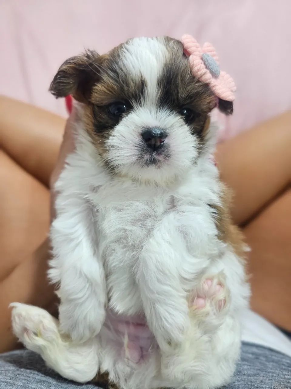 Cachorro Shih Tzu/ Shitzu de pelagem abundante legítimos filhotes macho e fêmea SP