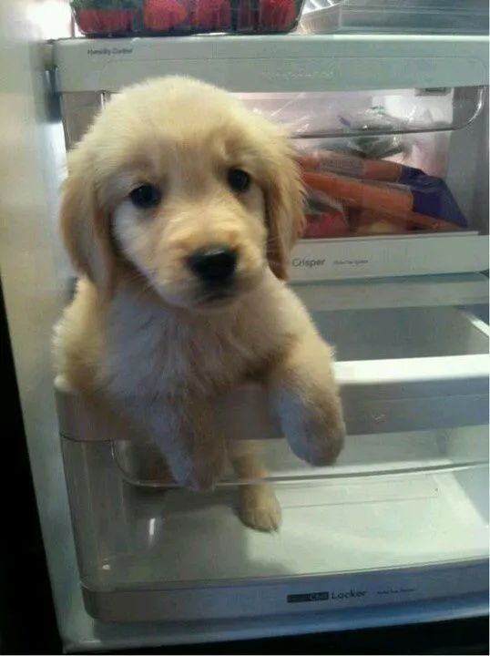 Golden Retriever 